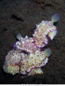 Mating nudibranches found while muck diving in Bali Nov. ... by J. Daniel Horovatin 